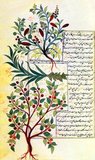 ‘The Book of Medicinal Herbs’ or ‘Kitab al-Hasha’ish’, is a 10th-century Arabic manuscript containing nearly 500 illustrations and texts relating to botanical plants and their healing properties. It was probably based on the ancient ‘Materia Medica’, published by Greek physician Dioscorides in the 1st century CE. This 17th-century version is a Persian translation of the original written in the 10th century by Ishaq ibn Hunayn.